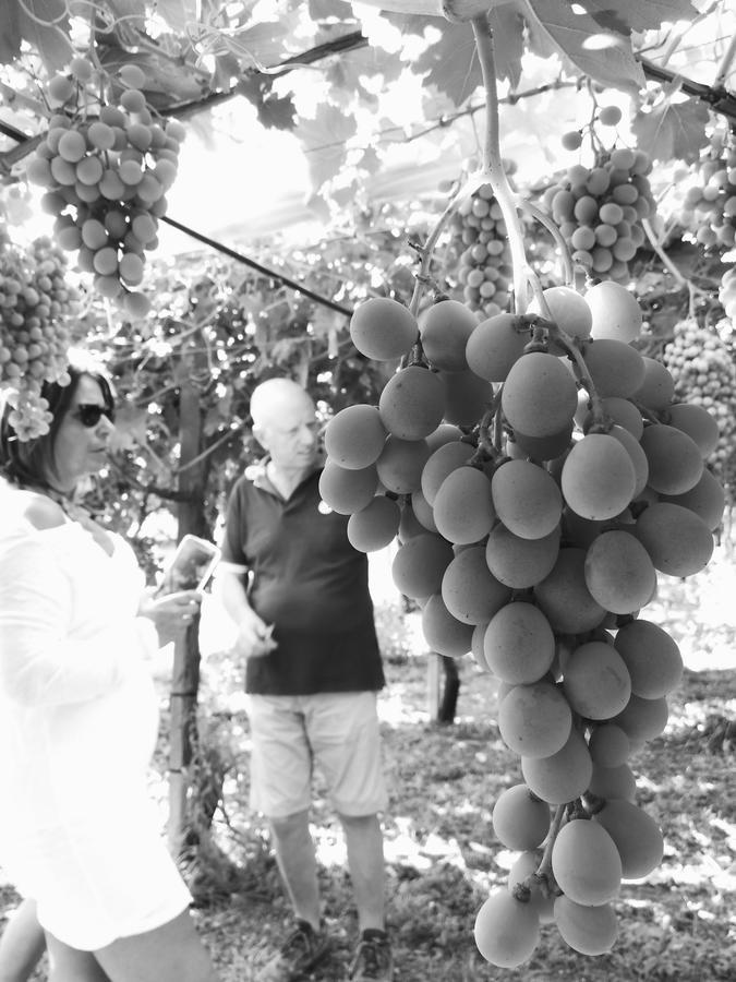 كاستلانيتا Masseria Marico المظهر الخارجي الصورة