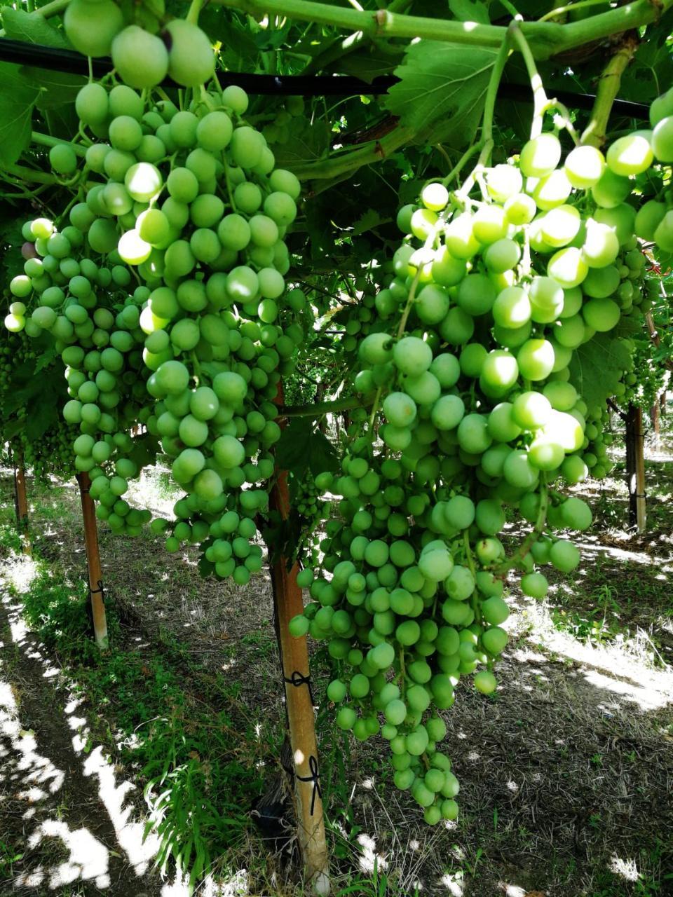 كاستلانيتا Masseria Marico المظهر الخارجي الصورة